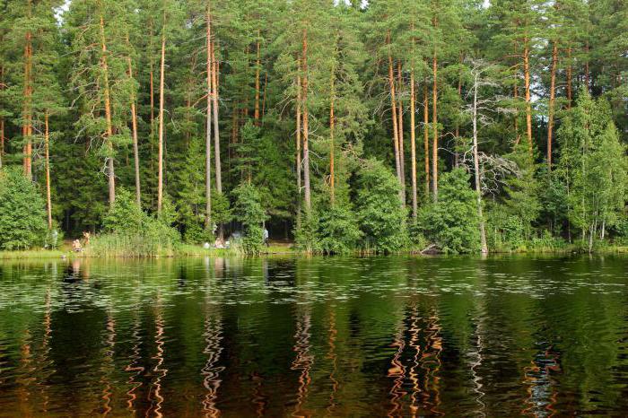 休息と釣りのための絶好の場所 -  Shchuchye Lake（Komarovo）