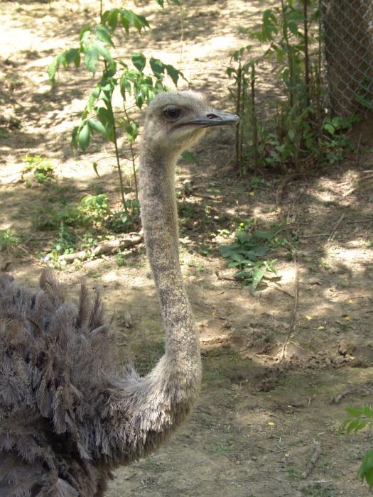 動物園マダガスカル低ノブゴロドどのように到達する