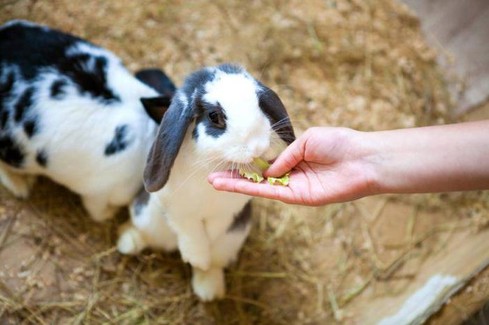 ハバロフスクの動物園