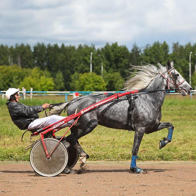 ホースレースノボシビルスク馬頭