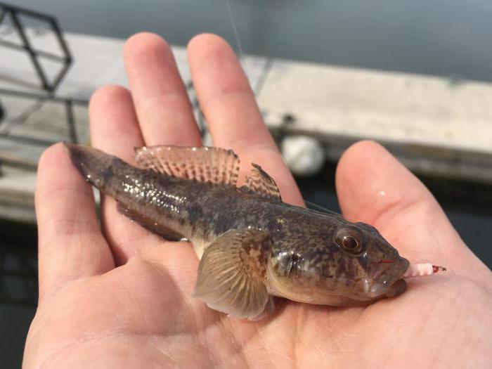 釣り竿なしで海の魚を捕まえる方法 