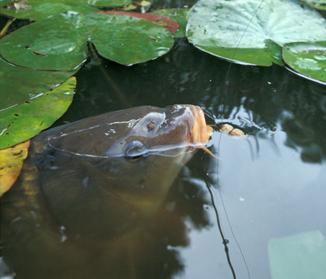 鯉の釣りのためのタックルは、季節や池の種類によって異なります