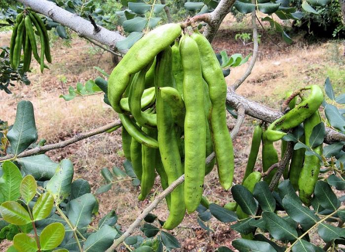 イナゴの特性は何ですか？植物の果実の有用な特性