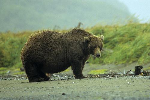 子供のためのクマのオイル 