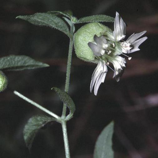 Smolovka vulgaris：薬効と用途