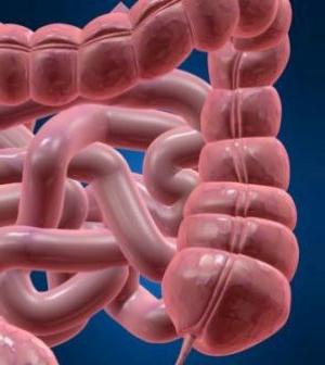 人間の構造。腸とその機能