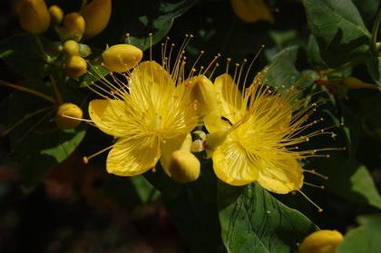 Hypericum：治療のための使用 